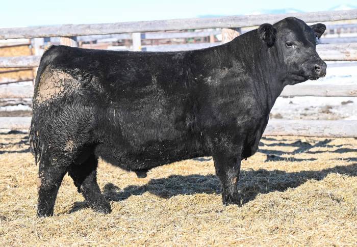 Talkington Angus Angus | Sires